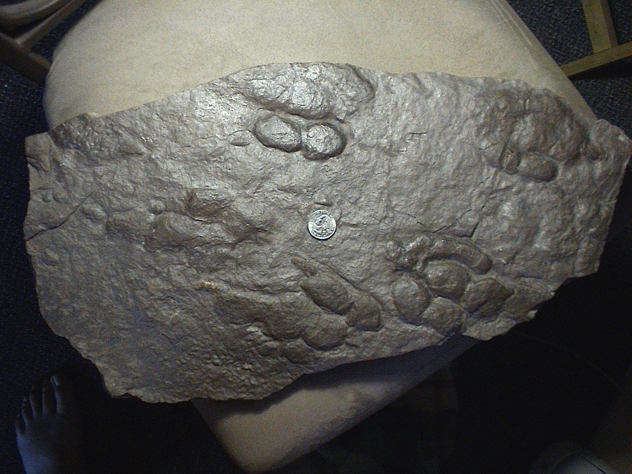 Fossils of New Jersey