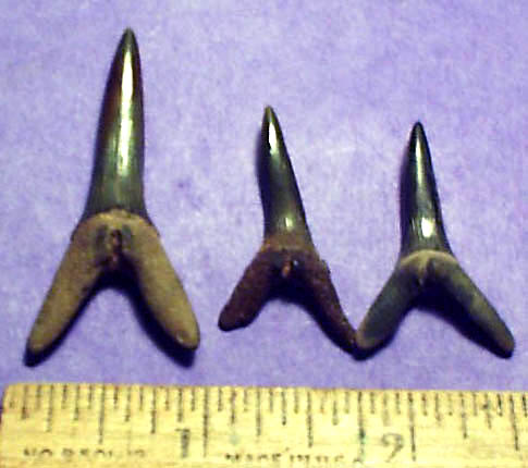 The Goblin Shark Page