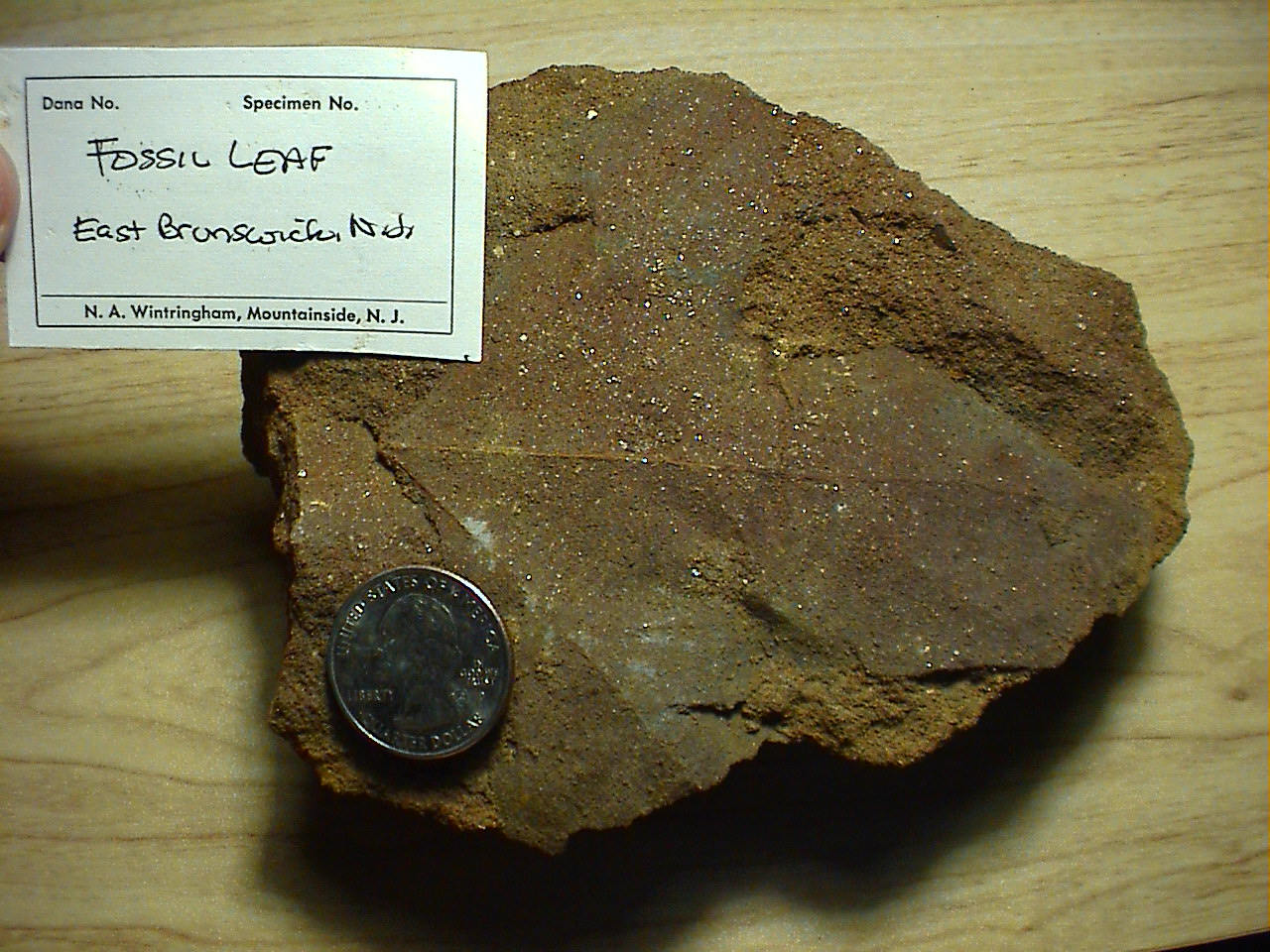 Fossils of New Jersey