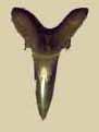 Goblin Shark