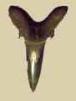 Goblin Shark